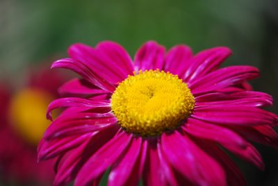 Tanacetum coccineum - kopretina šarlatová - květ
